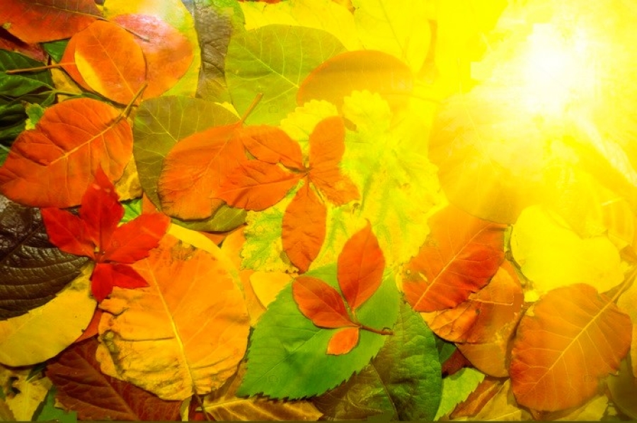 NEC - Nysa  Komunikat  nr 10